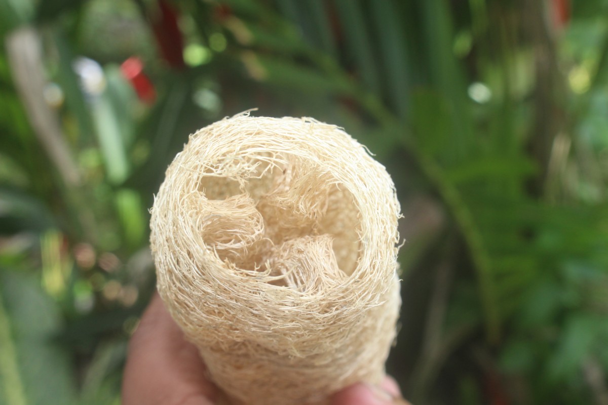 Luffa aegyptiaca Mill.